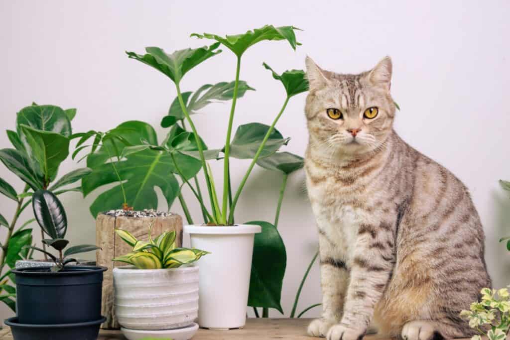 welke planten zijn giftig voor katten