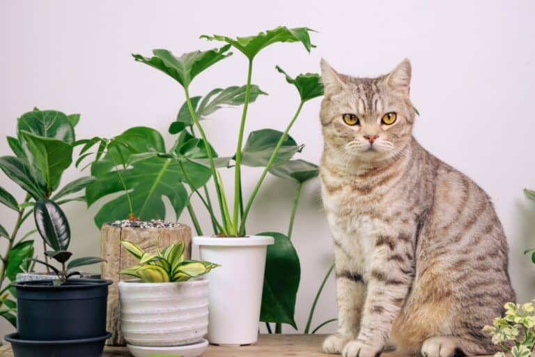 welke planten zijn giftig voor katten