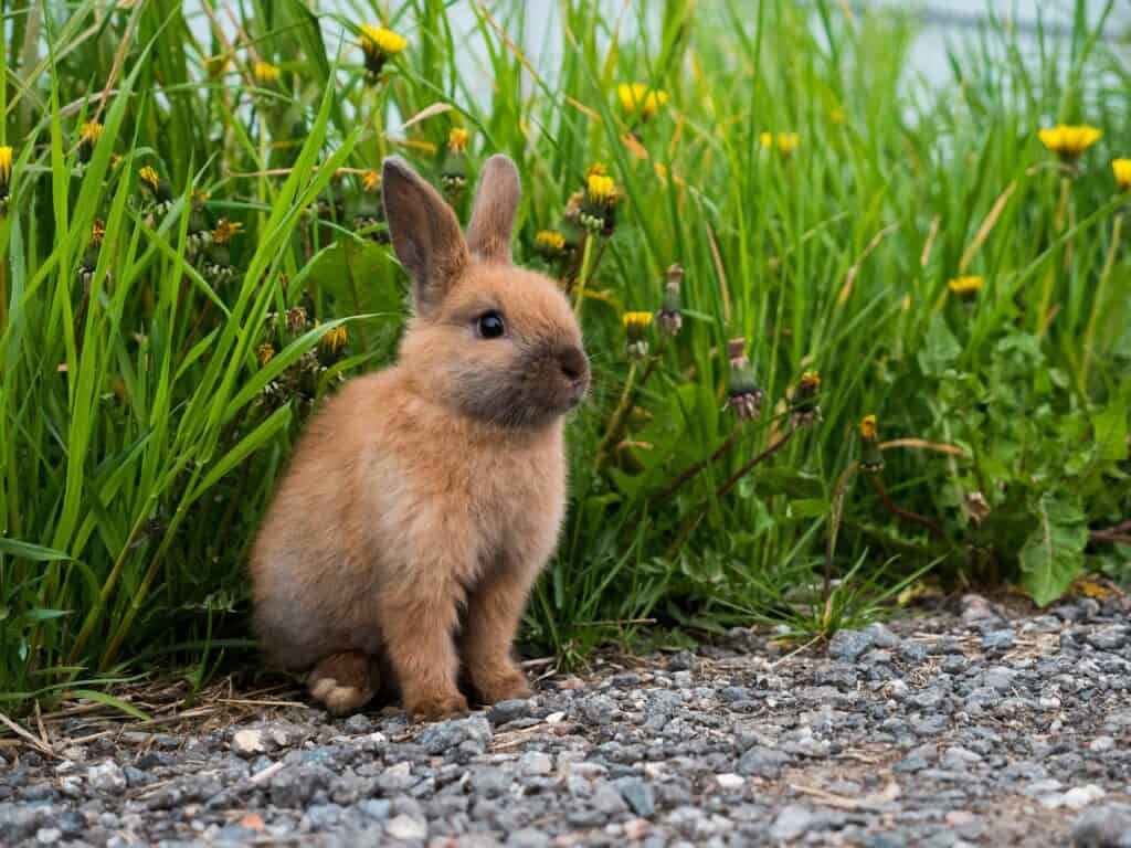 welke planten zijn giftig voor konijnen