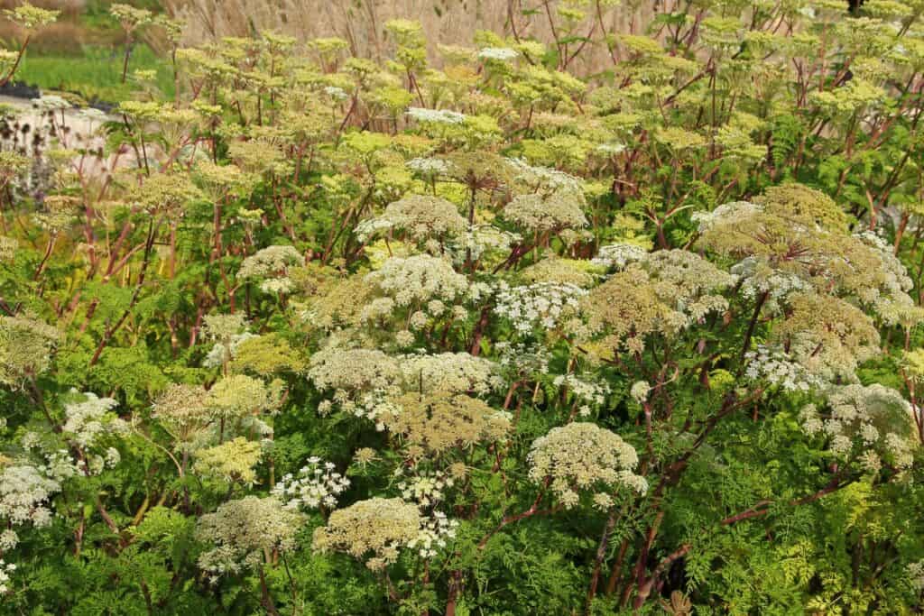 welke schermbloemige plant vormt een rode knol onder de grond