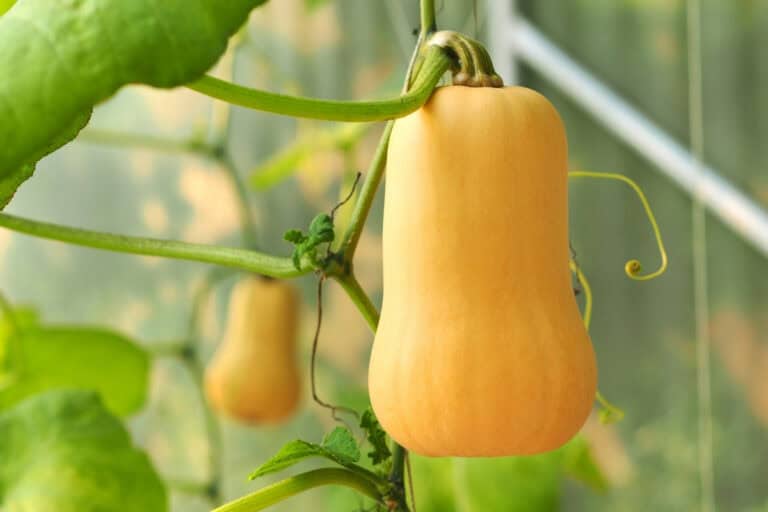 Butternut