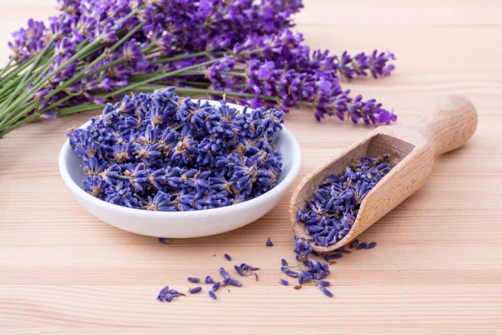 Lavendel