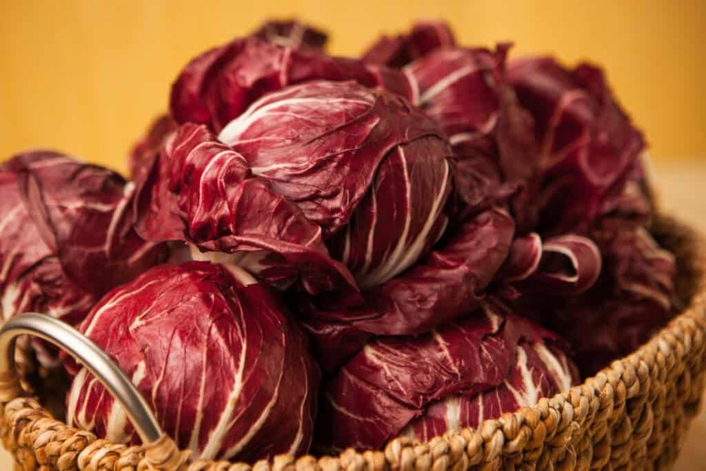 Radicchio Roodlof