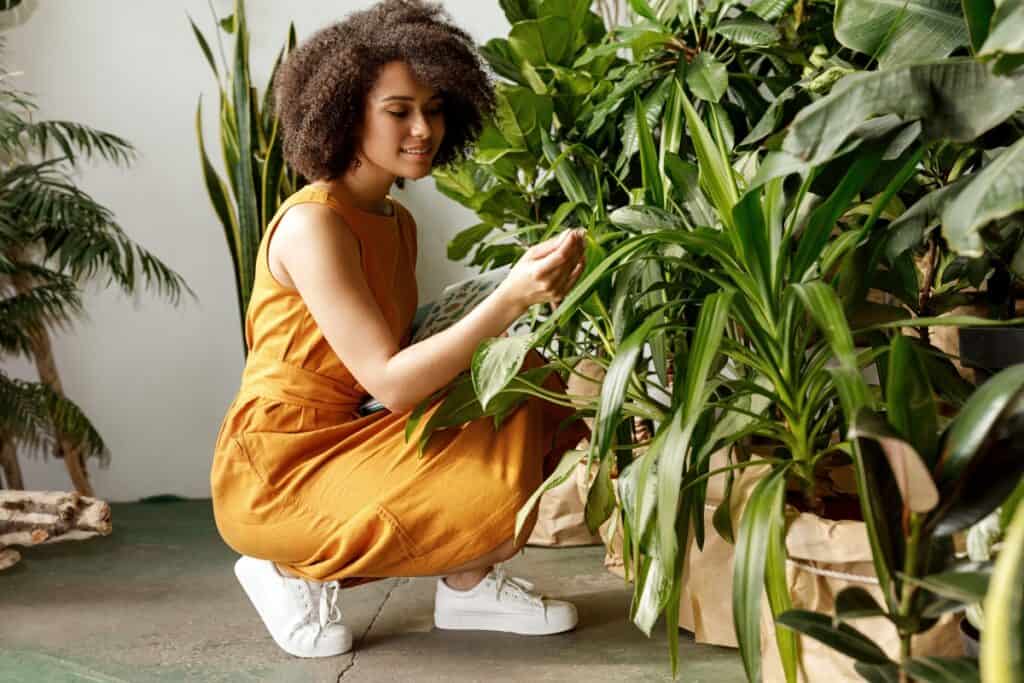 de belangrijkste helft van een plant