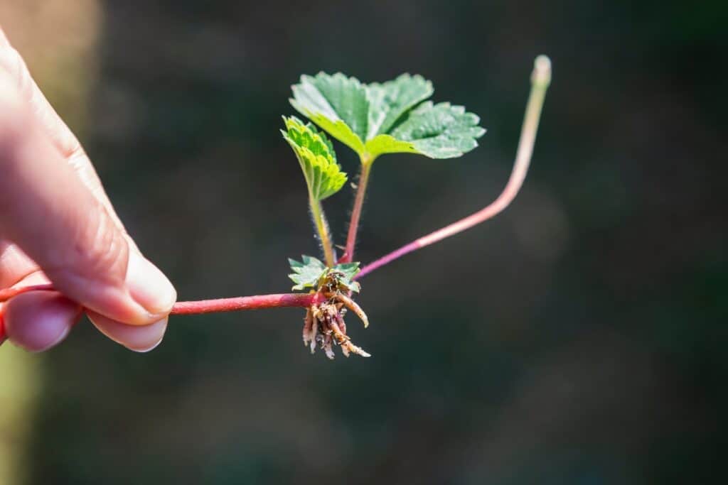 hoe aardbeien planten