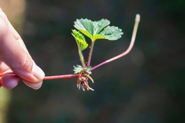 hoe aardbeien planten