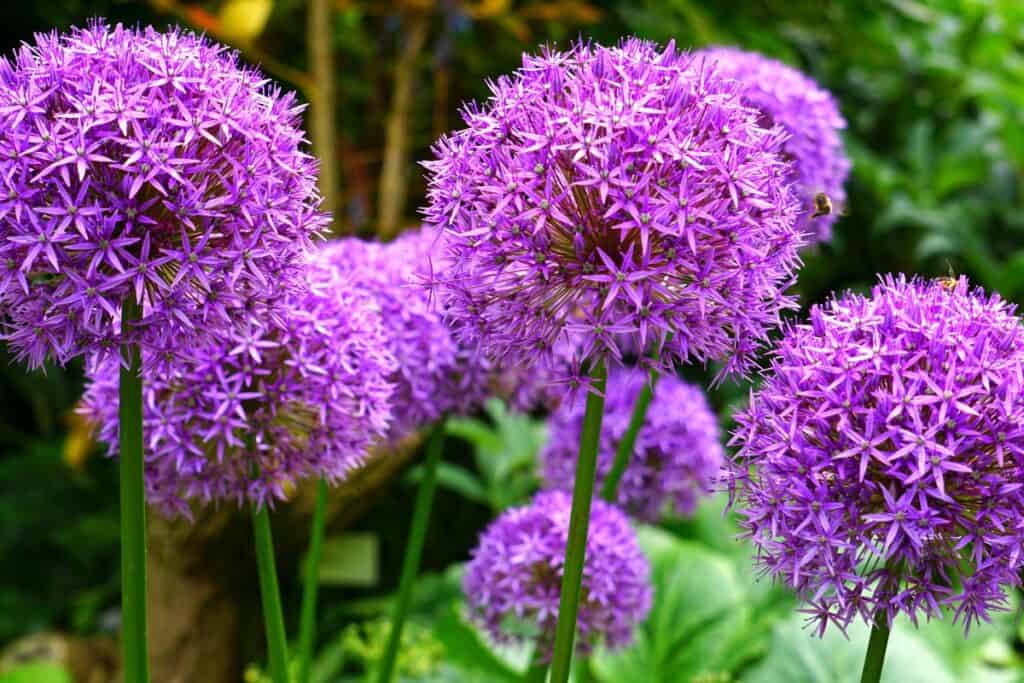 hoe allium planten