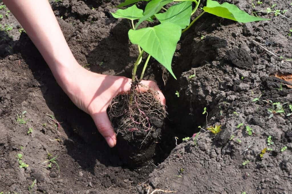 hoe diep aardappelen planten