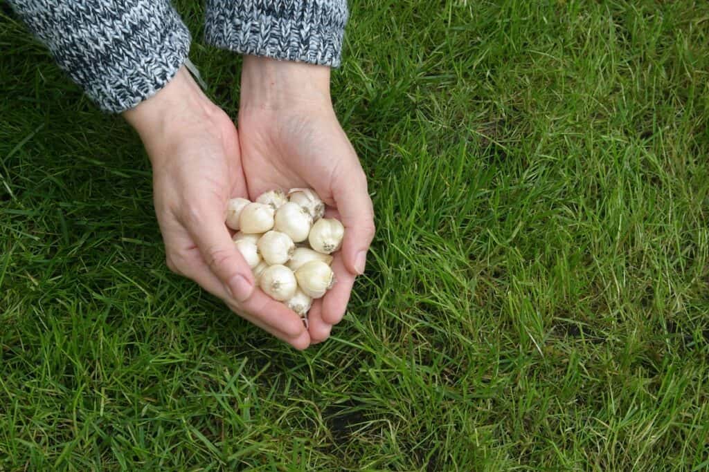 hoe diep allium bollen planten