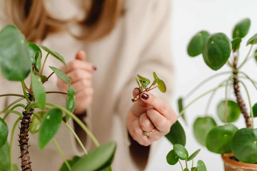 hoe moet je planten stekken