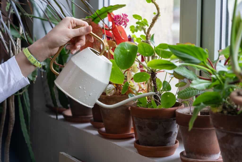 hoe planten water geven tijdens vakantie