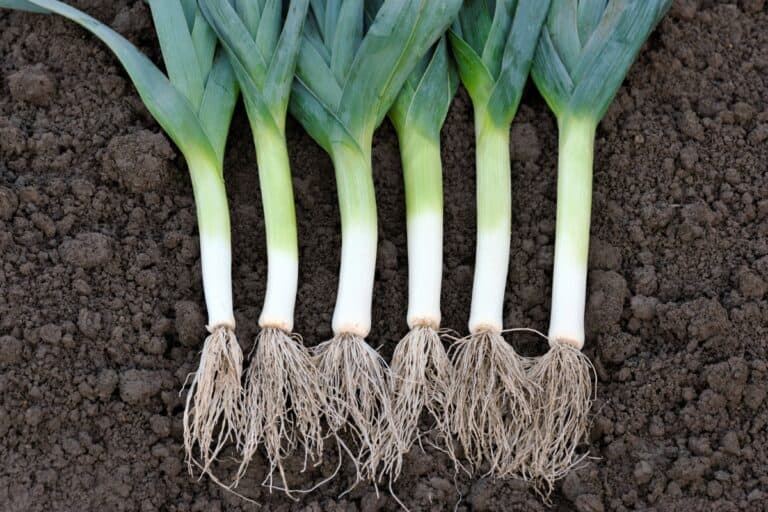 hoe prei planten