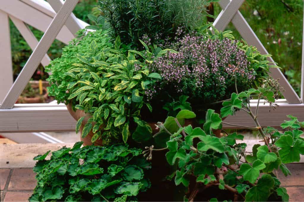 hoe vaak balkon planten water geven