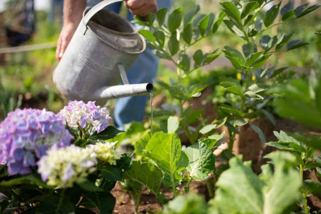 hoe vaak nieuwe planten water geven