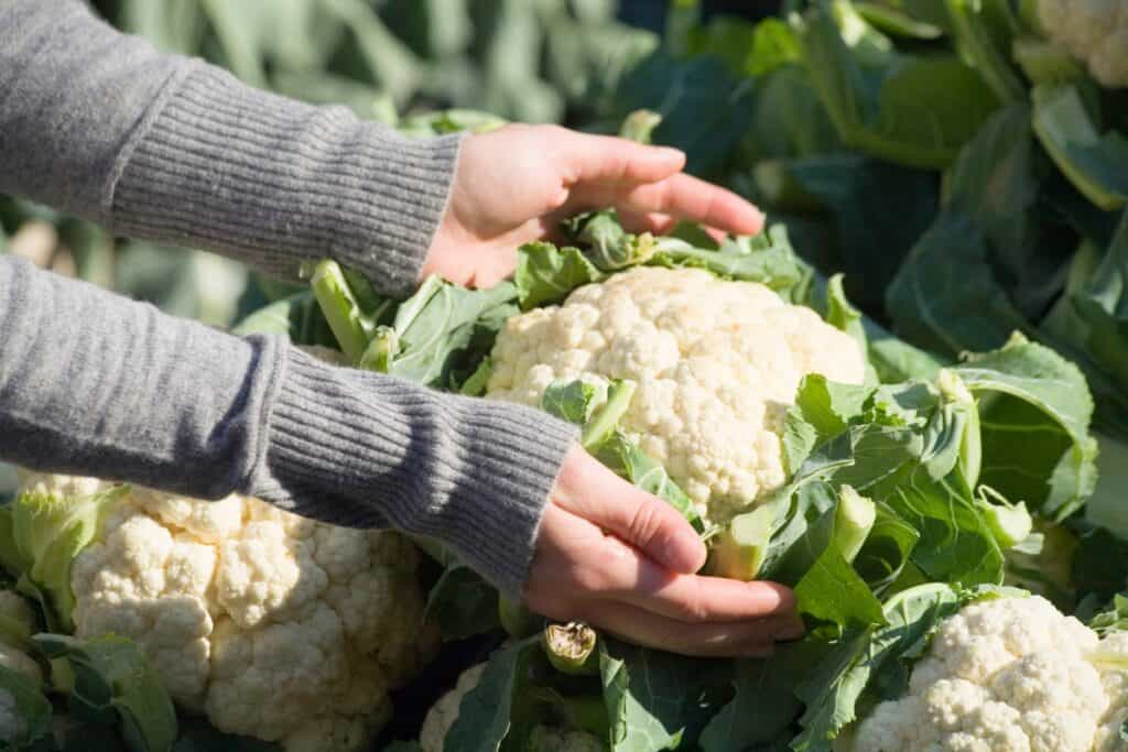 hoe ver bloemkool uit elkaar planten