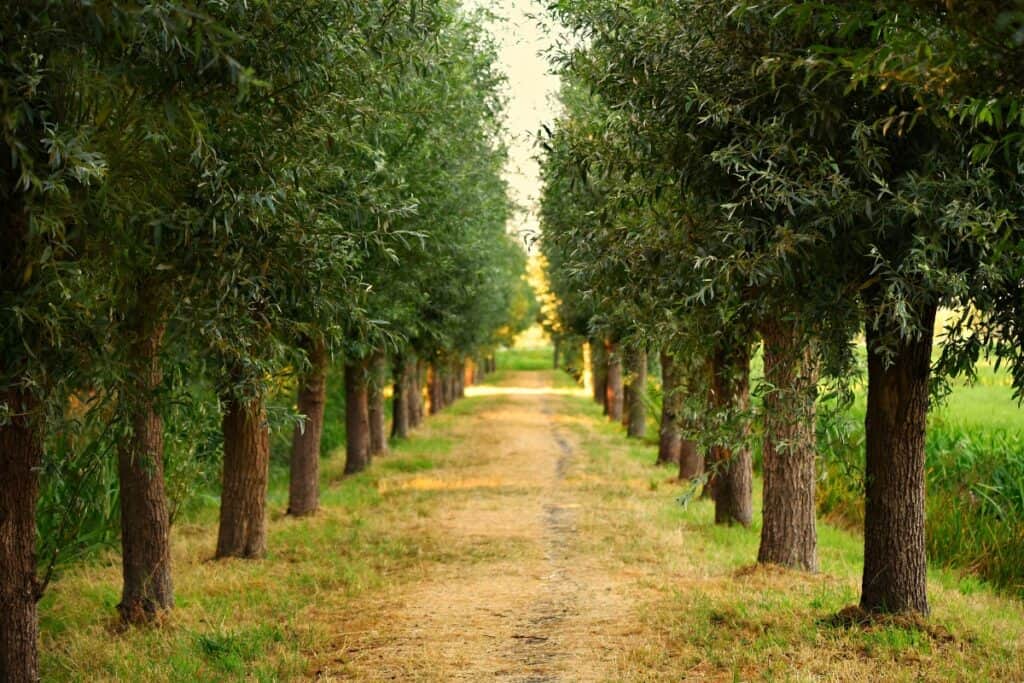 hoe ver bomen uit elkaar planten