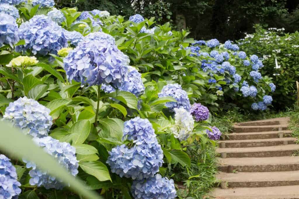 hoe ver hortensia uit elkaar planten