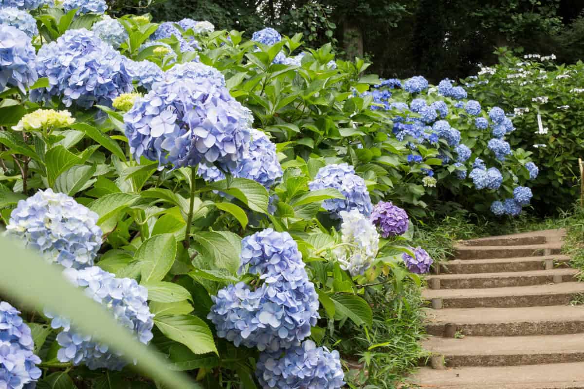 Hoe ver hortensia uit elkaar planten?