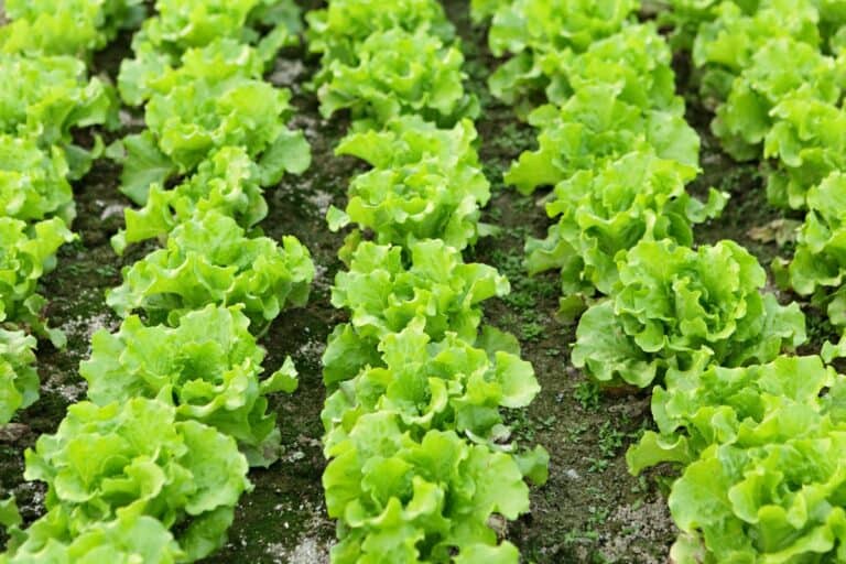Rijen felgroene slaplanten in rijke, donkere grond. Elke plant staat op gelijke afstand van elkaar en de bladerige kroppen zien er gezond en levendig uit. De grond is licht vochtig en gespikkeld met kleine vlekjes wit en mosgroen.