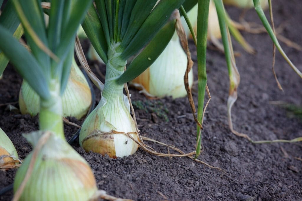 hoe ver uien uit elkaar planten