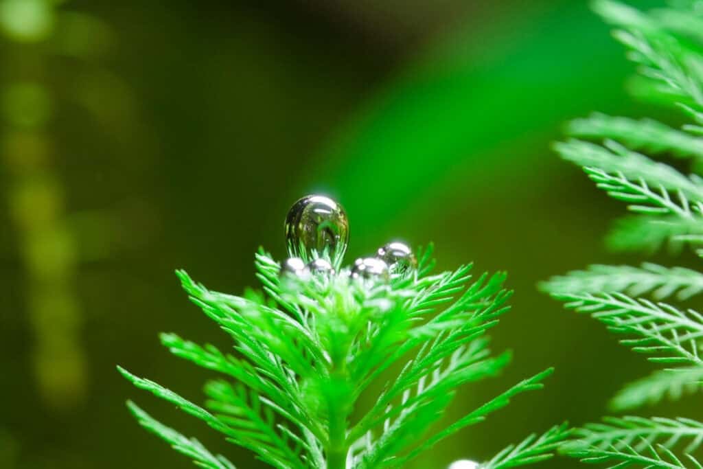 hoe zuurstofplanten planten in vijver