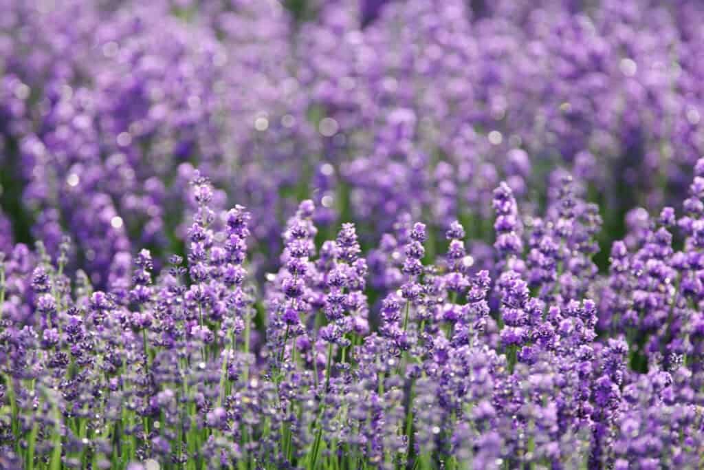 hoeveel lavendel planten per m2