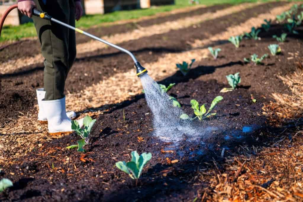 hoeveel water geef je een plant