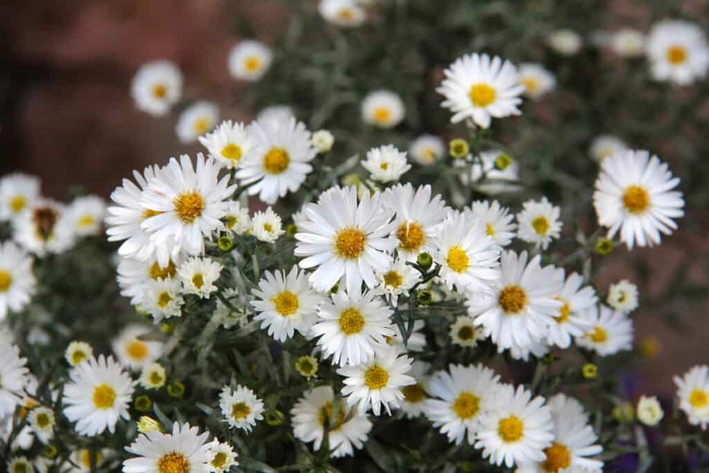 is aster een vaste plant