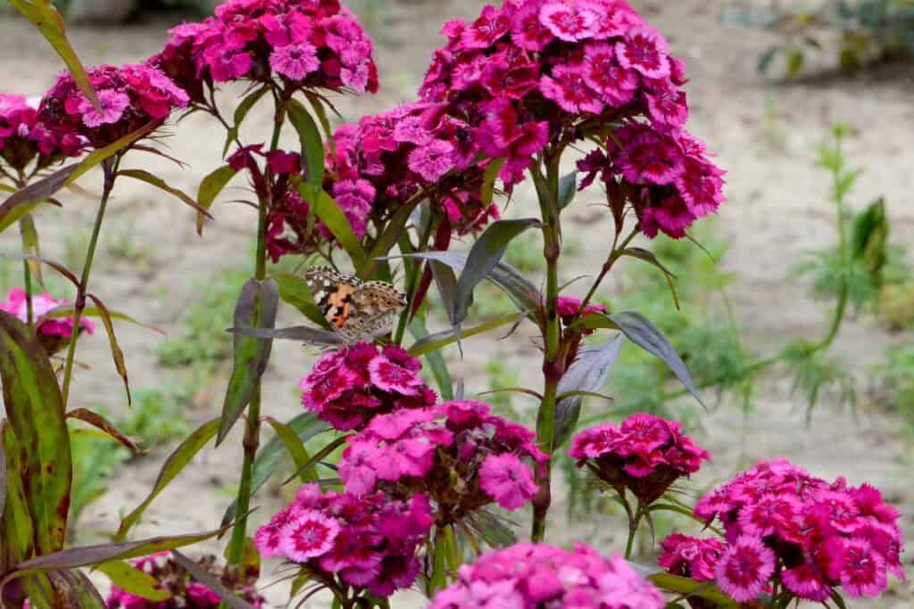 is duizendschoon een vaste plant