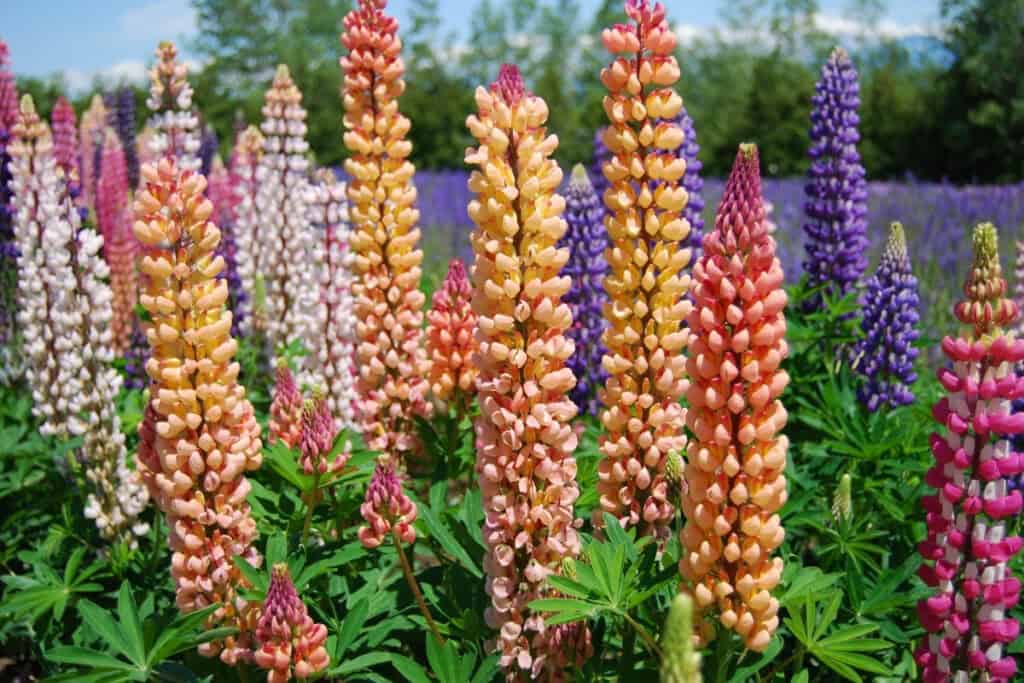 is een lupine een vaste plant