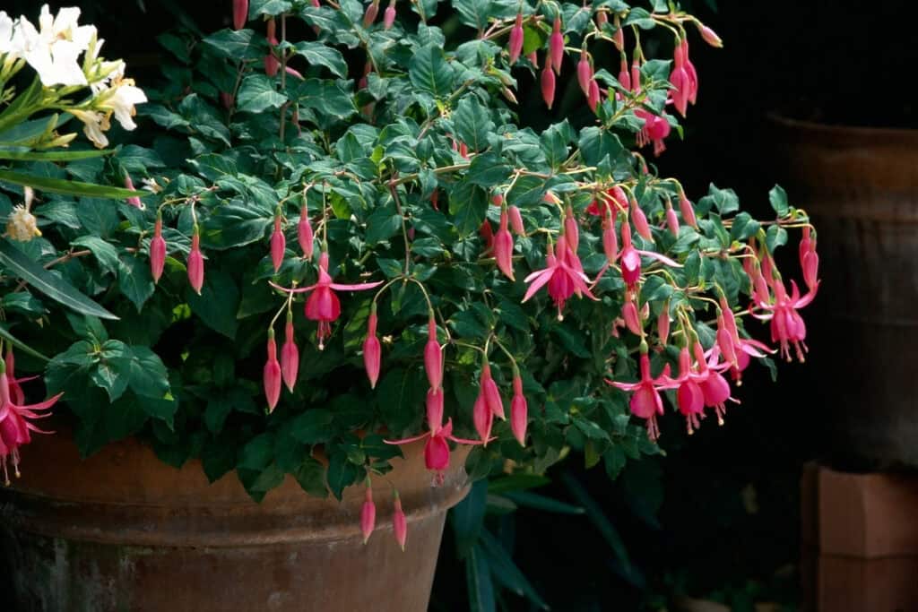 is fuchsia een vaste plant