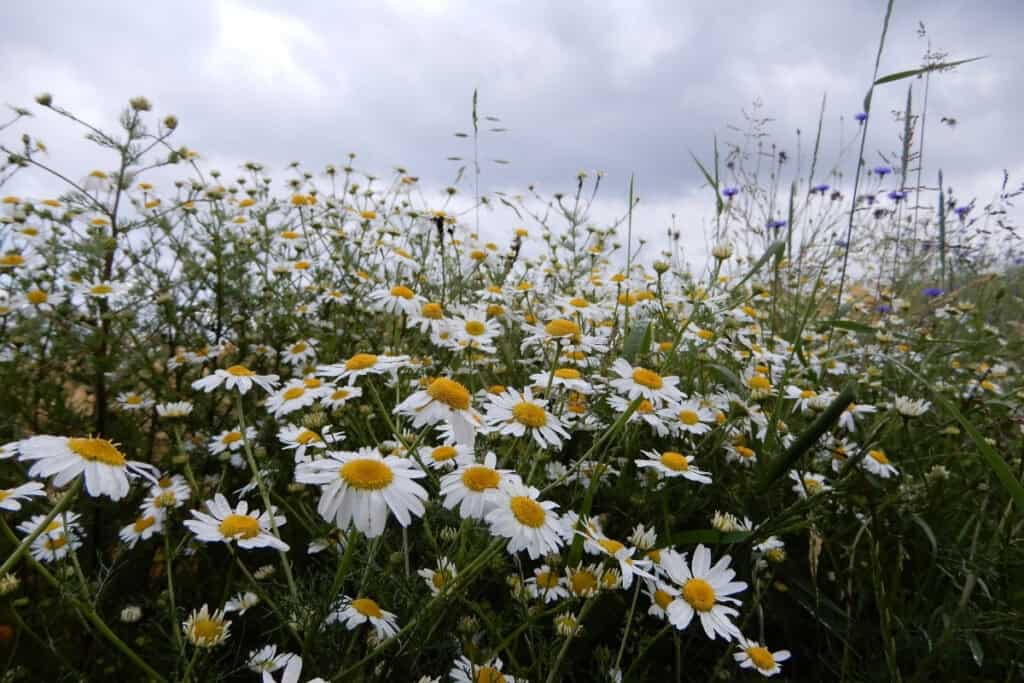 is kamille een vaste plant