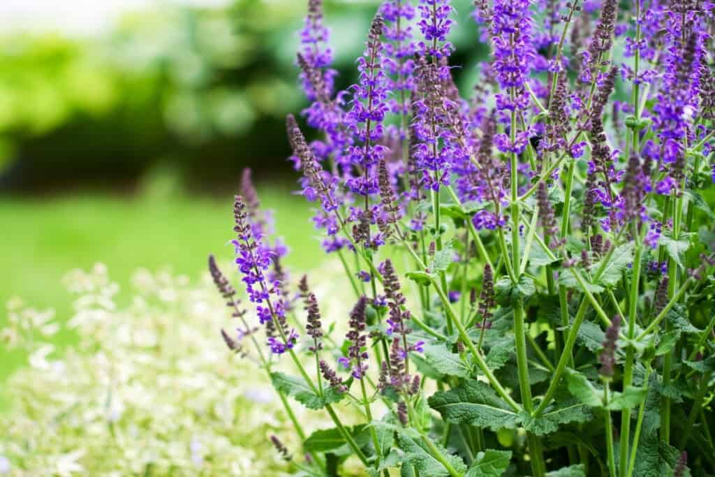 is salvia een vaste plant