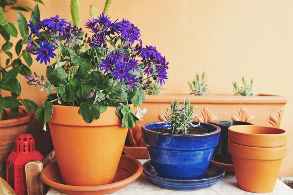 is senecio senetti een vaste plant