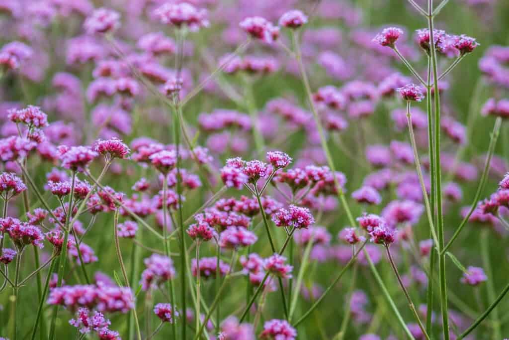 is verbena een vaste plant