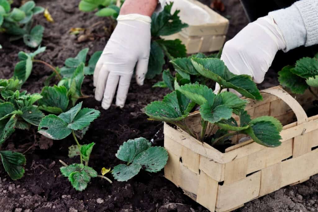 waar aardbeien planten