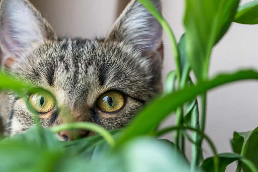 waarom eten katten planten