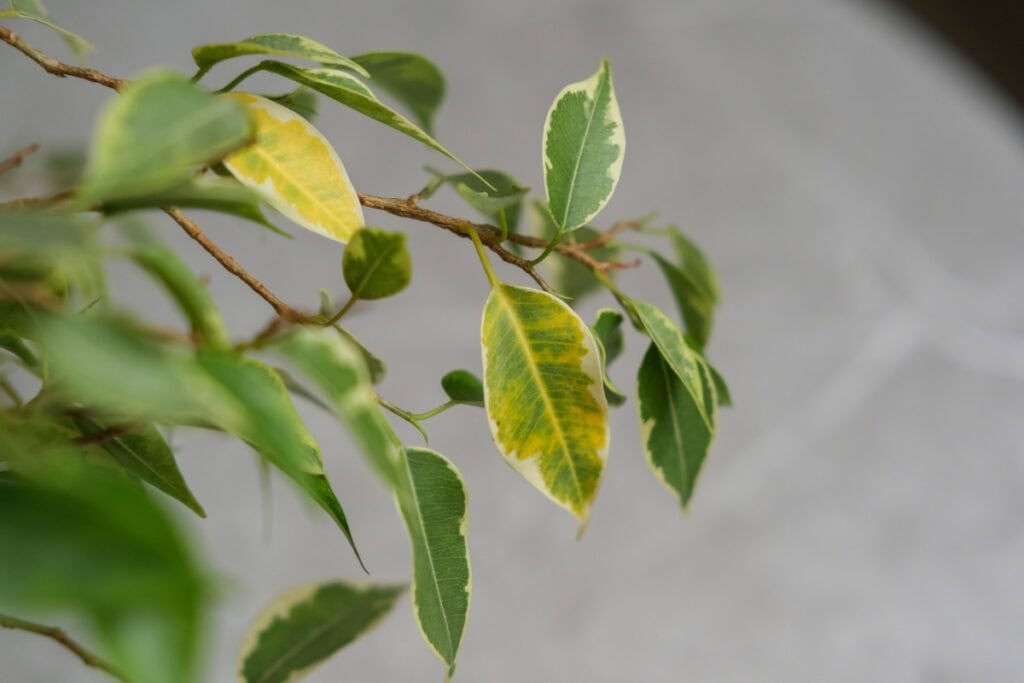 waarom worden de bladeren van mijn plant geel