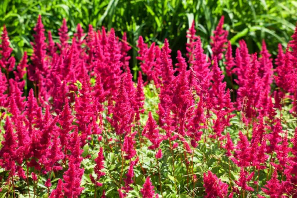 wanneer astilbe planten