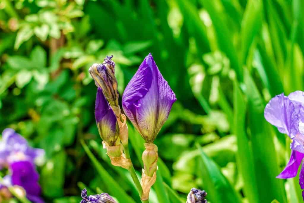 wanneer baardiris planten