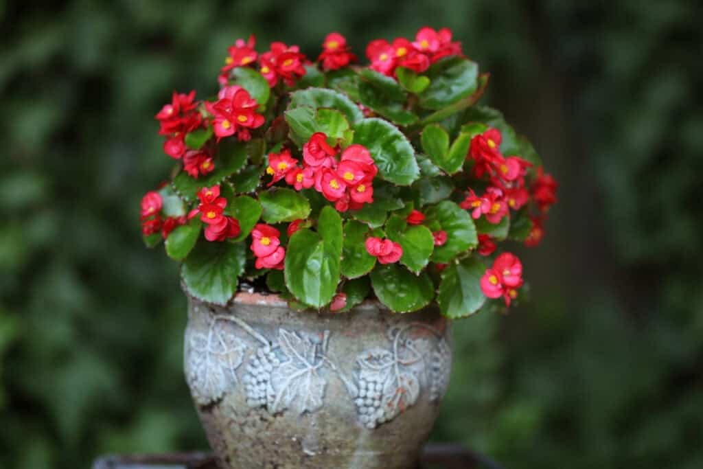 wanneer begonia bollen planten