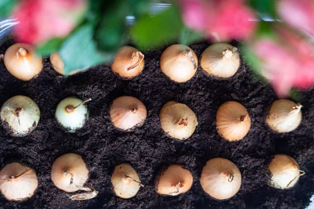 wanneer bollen planten in pot