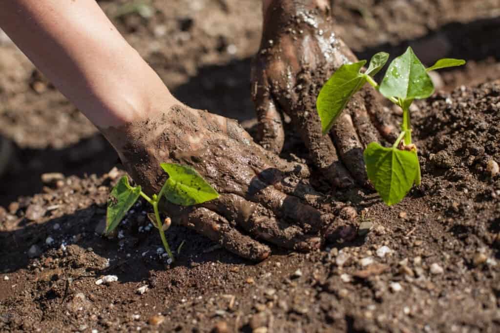 wanneer bonen buiten planten