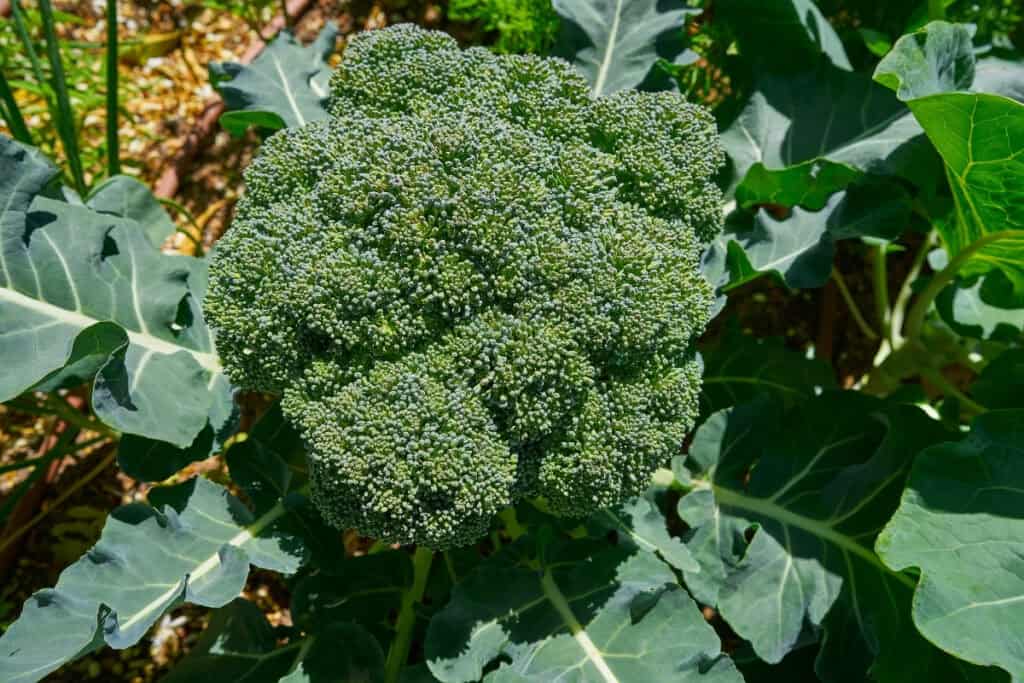 wanneer broccoli buiten planten