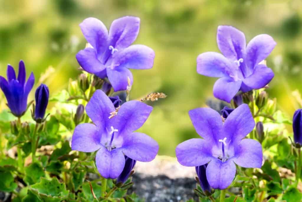 wanneer campanula planten