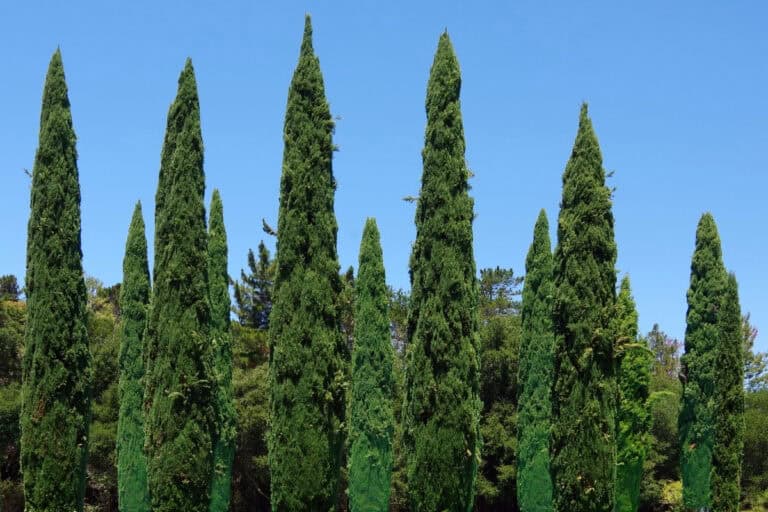 wanneer cipressen planten