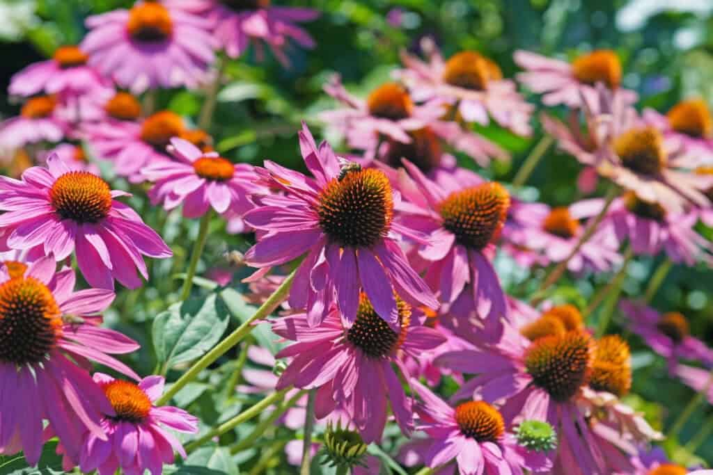 wanneer echinacea planten