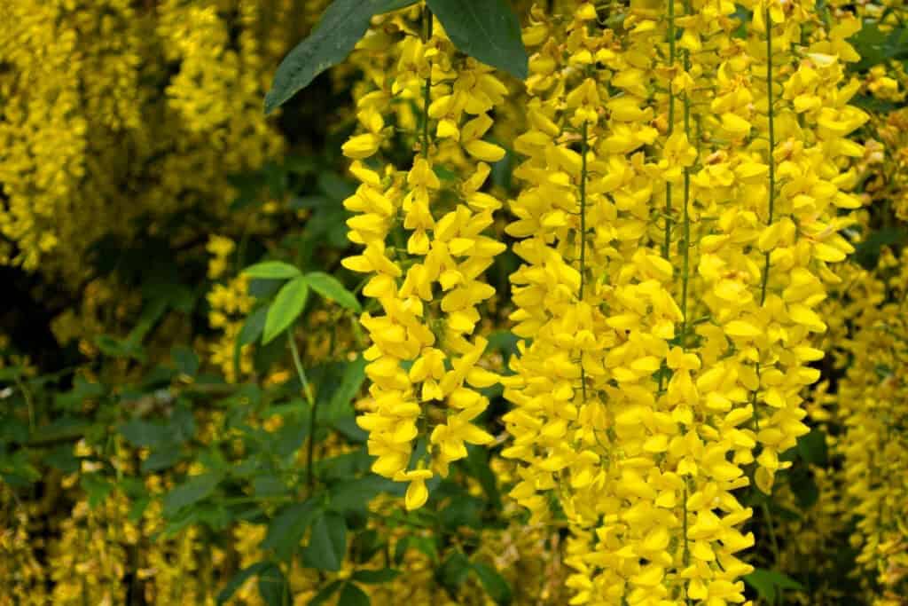 wanneer gouden regen planten