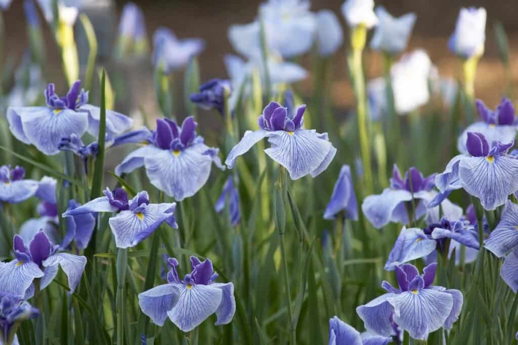 wanneer iris planten