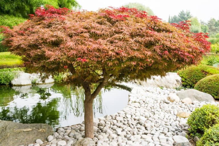 wanneer japanse esdoorn planten